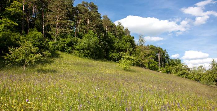 Naturschutzgebiet Immenberg