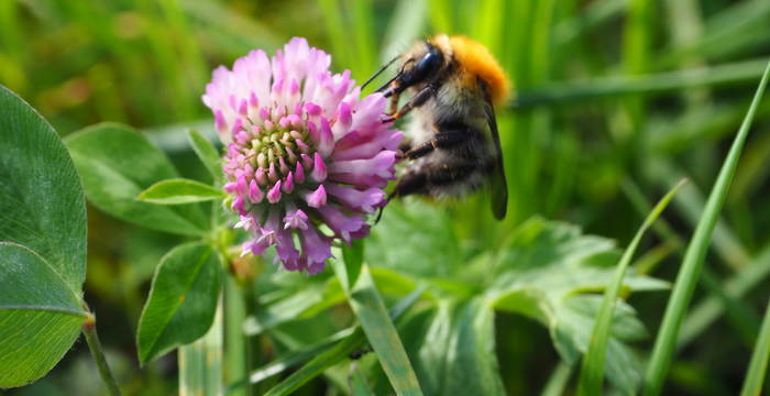 Wildbiene an Wiesen-Klee © kathrinwittgen