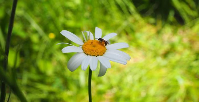 Wildbiene auf Wiesenmargerite