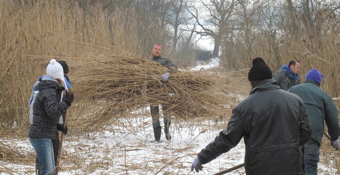 Freiwillige helfen Schilf mähen © florinrutschmann