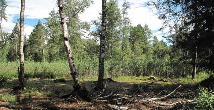 Birkenstämme vor Schilfgürtel