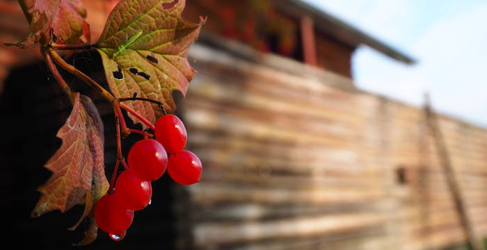 Beeren des gemeinen Schneeballs mit Pro Natura Hütte im Hintergrund