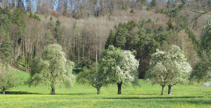 Blühende Hochstammobstbäume am Immenberg