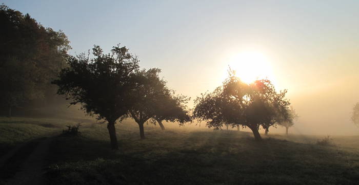 Hochstammbäume im Nebel von Morgensonne beschienen