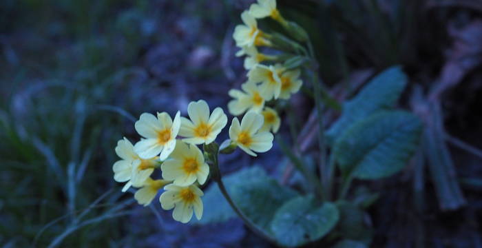 Schlüsselblume in Abenddämmerung