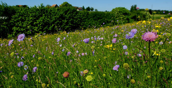 Grüne Wiese mit lila Witwenblumen bei Herrenhof