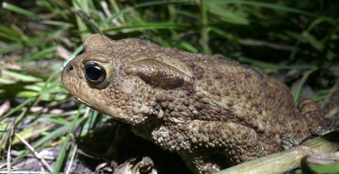 Erdkröte auf dem Feld