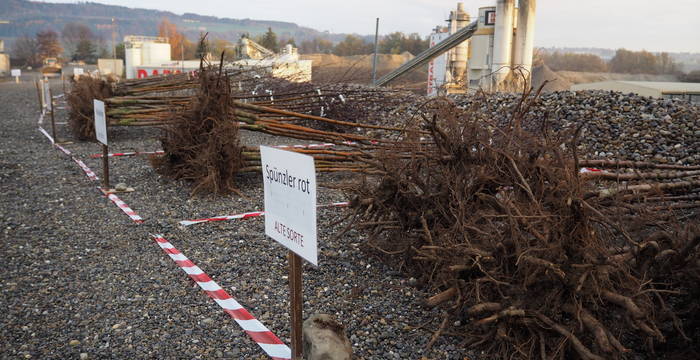 Abladen der Hochstammbäume