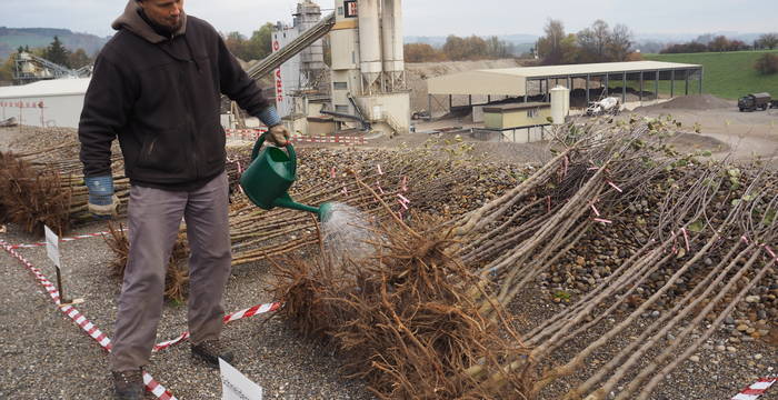 Giessen der gelagerten Hochstammbäume