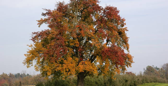 Hochstammbaum