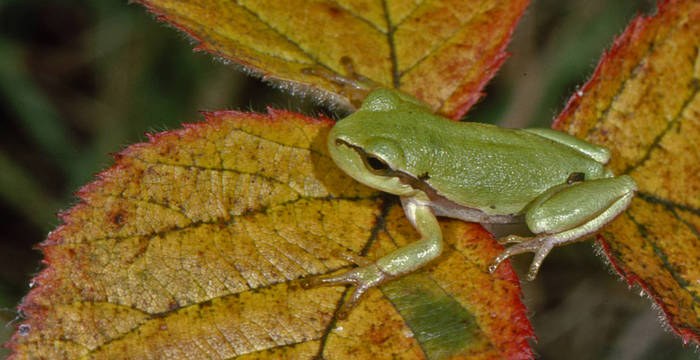 Laubfrosch auf Brombeerblatt