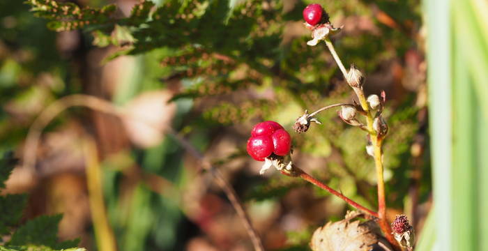 Kratzbeere im Hudelmoos