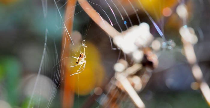 Spinne in ihrem Netz © kathrinwittgen