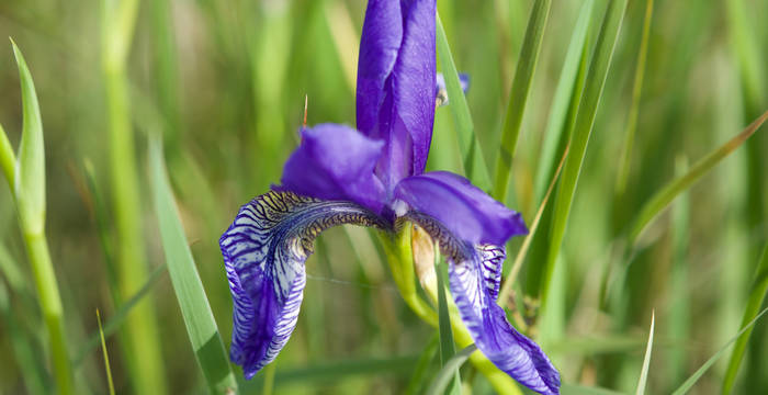 Sibirische Schwertlilie