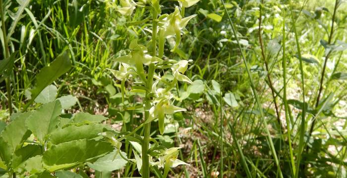 Grüne Waldhyazinthe