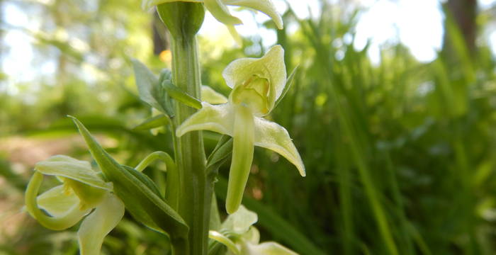 Grüne Waldhyazinthe