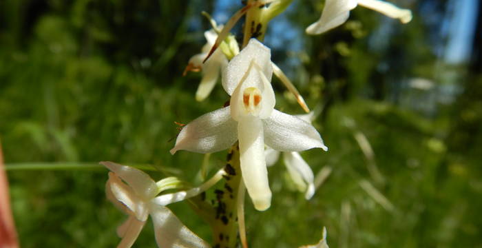 Weisse Waldhyazinthe