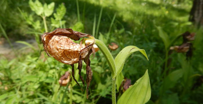 Verblühter Frauenschuh