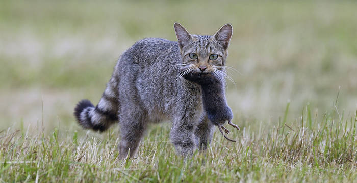 Wildkatze mit Mäusebeute