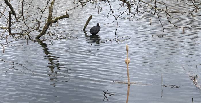 Blasshuhn im Schutzgebiet Lengwiler Weiher