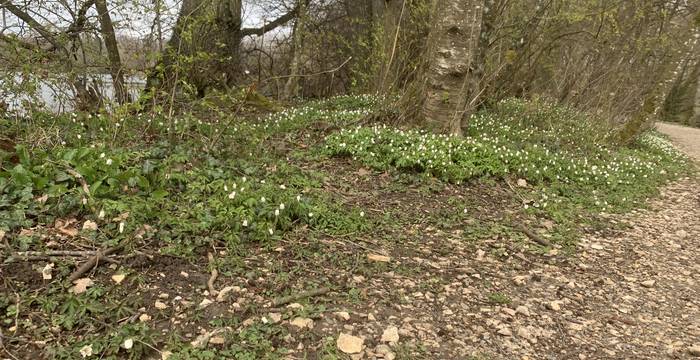 Blumenwiese im Schutzgebiet Lengwiler Weiher