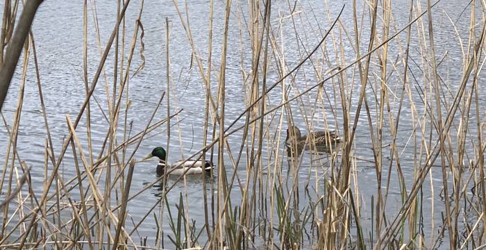 Entenpaar im Schutzgebiet Lengwiler Weiher