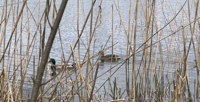 Entenpaar im Schutzgebiet Lengwiler Weiher