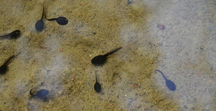 Kaulquappen im Wasser © Claudia Peters