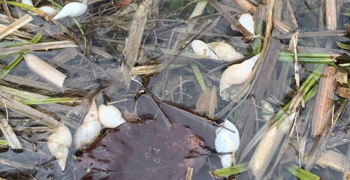 Muscheln im Schutzgebiet Ottenberg