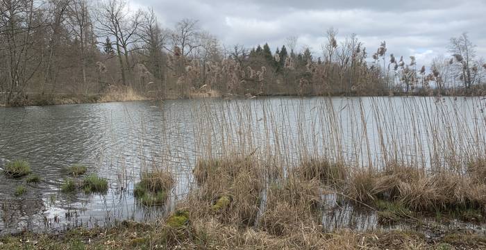 Lengwiler Weiher im Schutzgebiet Lengwiler Weiher