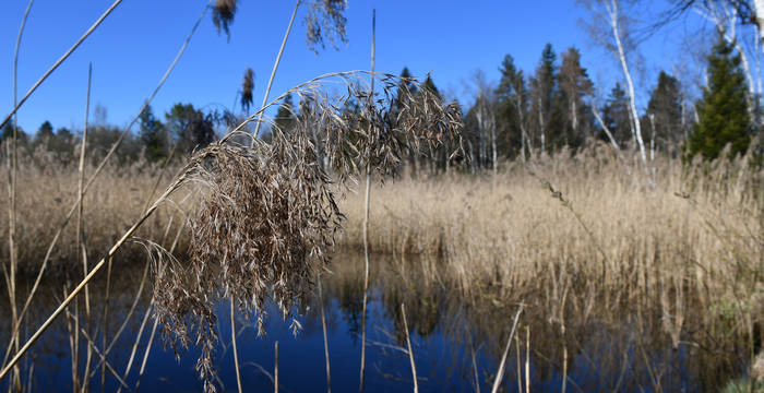 Tümpel im Hudelmoos