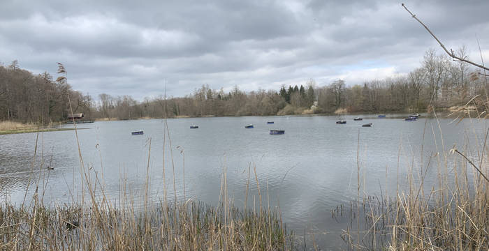 Lengwiler Weiher im März 2020