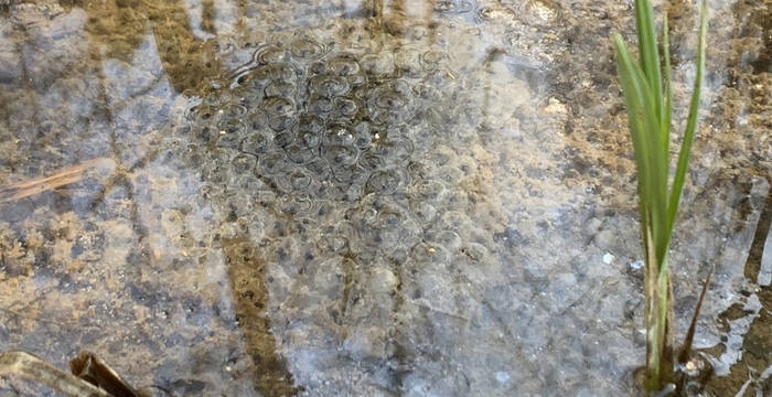 Froschlaich im Schutzgebiet Steckborn © sheelasteiger