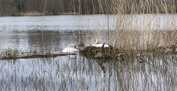 Schwanenpaar im Schutzgebiet Lengwiler Weiher