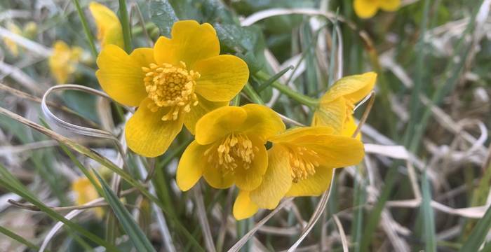 Sumpf-Dotterblume im Schutzgebiet Steckborn