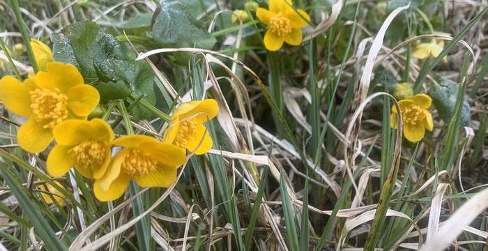 Sumpf-Dotterblume im Schutzgebiet Steckborn