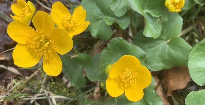 Sumpf-Dotterblume im Schutzgebiet Lengwiler Weiher