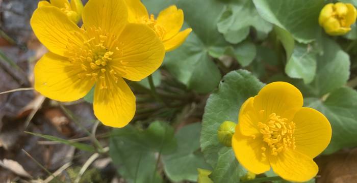 Sumpf-Dotterblume im Schutzgebiet Lengwiler Weiher