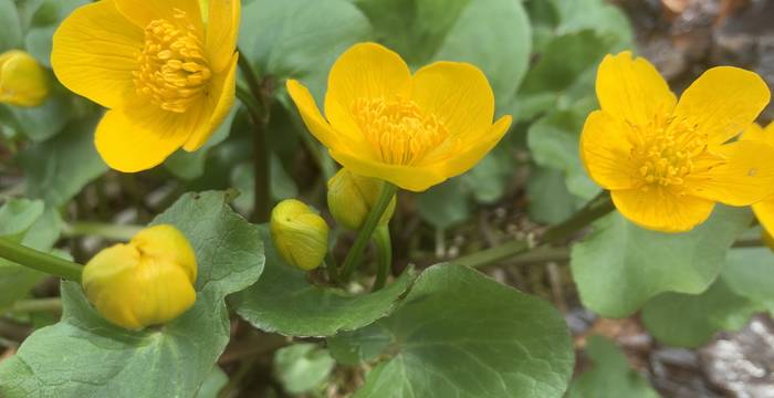 Sumpf-Dotterblume im Schutzgebiet Lengwiler Weiher