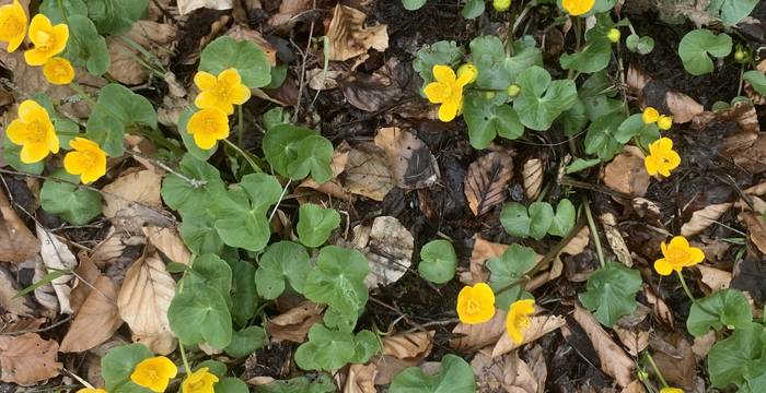 Sumpf-Dotterblume im Schutzgebiet Lengwiler Weiher