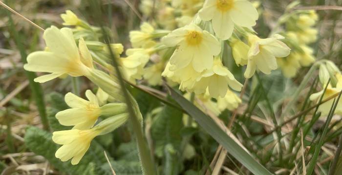 Waldschlüsselblume im Schutzgebiet Lengwiler Weiher