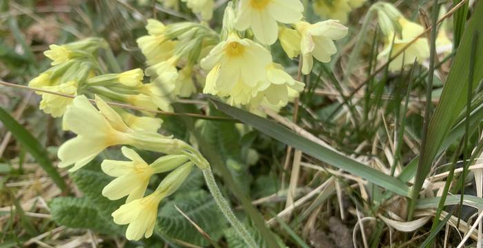 Waldschlüsselblume im Schutzgebiet Lengwiler Weiher