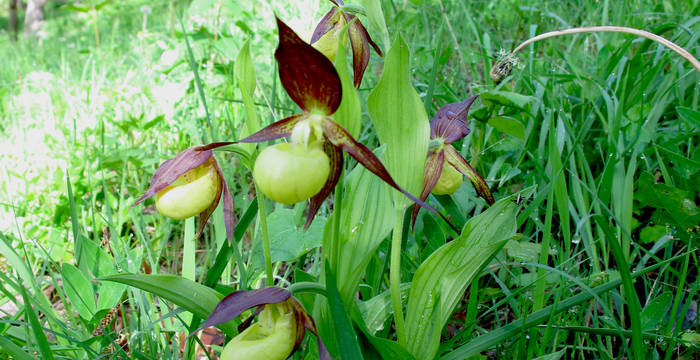 Frauenschuh in voller Blüte