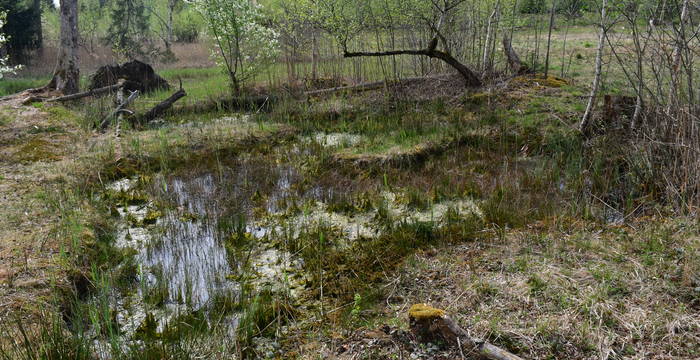 Frosch im Schutzgebiet Hudelmoos