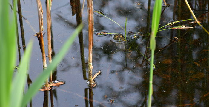 Weiher im Schutzgebiet Hudelmoos