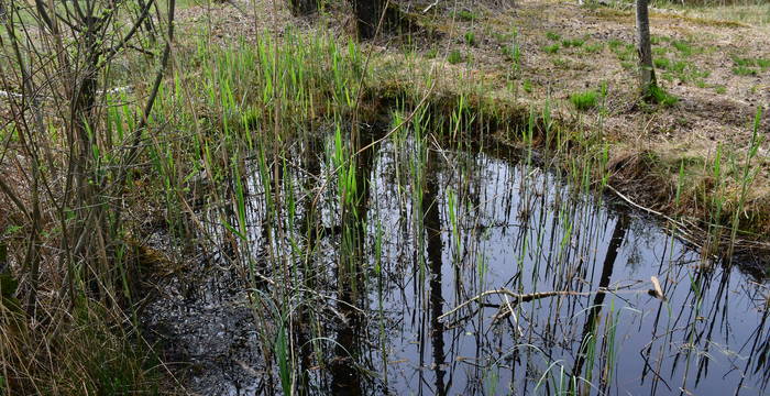 Weiher im Schutzgebiet Hudelmoos