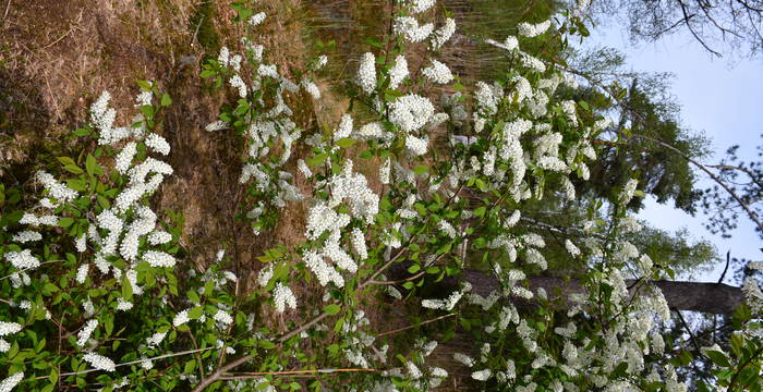 Cardamine Pratensis im Schutzgebiet Hudelmoos