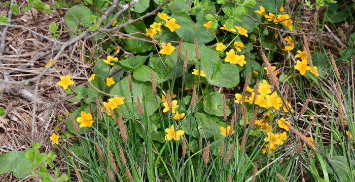 Sumpf-Dotterblume im Schutzgebiet Hudelmoos