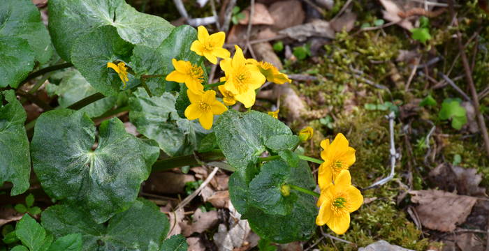 Sumpf-Dotterblume im Schutzgebiet Hudelmoos