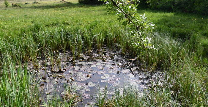 Weiher im Schutzgebiet Hudelmoos